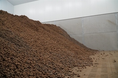 Aardappelen liggen er begin maart in de meeste loodsen goed bij