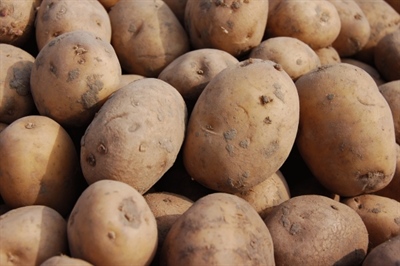 Lage aardappelprijzen en een stevige areaaluitbreiding in de EU-4