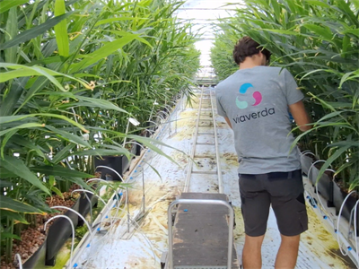 Gember in hydrocultuur: innovatieve teeltmethode