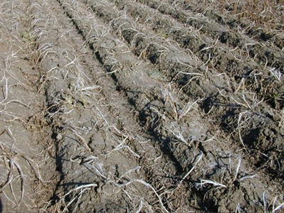 Nog altijd aardappelen in het veld
