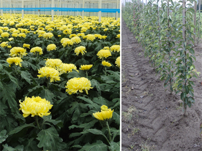 VERDABI: VERticillium DAhliae Beheersing door Innovatie in sier- en groenteteelt