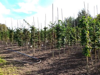 HydroSoilWise: optimalisatie van watermanagement en bodemgezondheid voor een klimaatvriendelijke omgeving