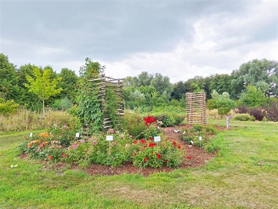 Excellence Roses: duurzame rozen met bewezen kwaliteit