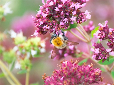 Tips voor bijenvriendelijke beplanting
