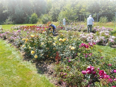 Rozenkeuring Rivierenhof Rose Award