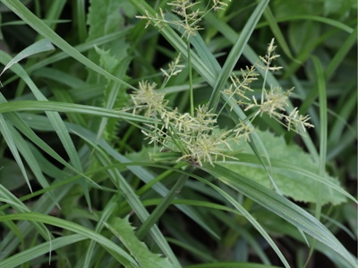 Knolcyperus (Cyperus esculentus)